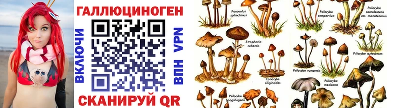 хочу наркоту  Нестеров  Псилоцибиновые грибы мицелий 